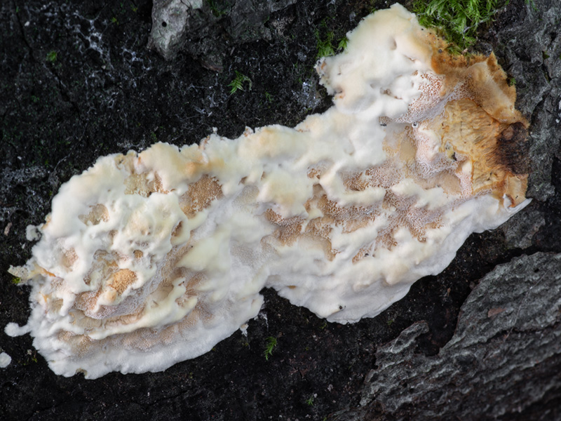 Frantisekia mentschulensis Frantisekia mentschulensis